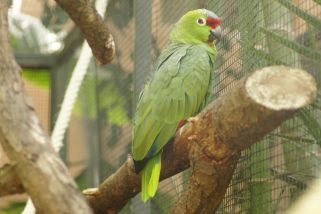 Amazona diadema - Diademamazone